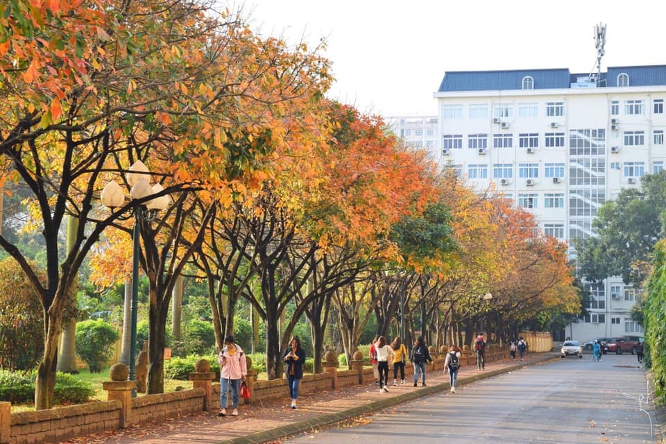 Con đường lá vàng của Đại học Sư Phạm Hà Nội