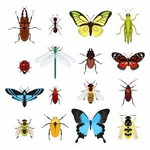 ielts reading topic animals 2