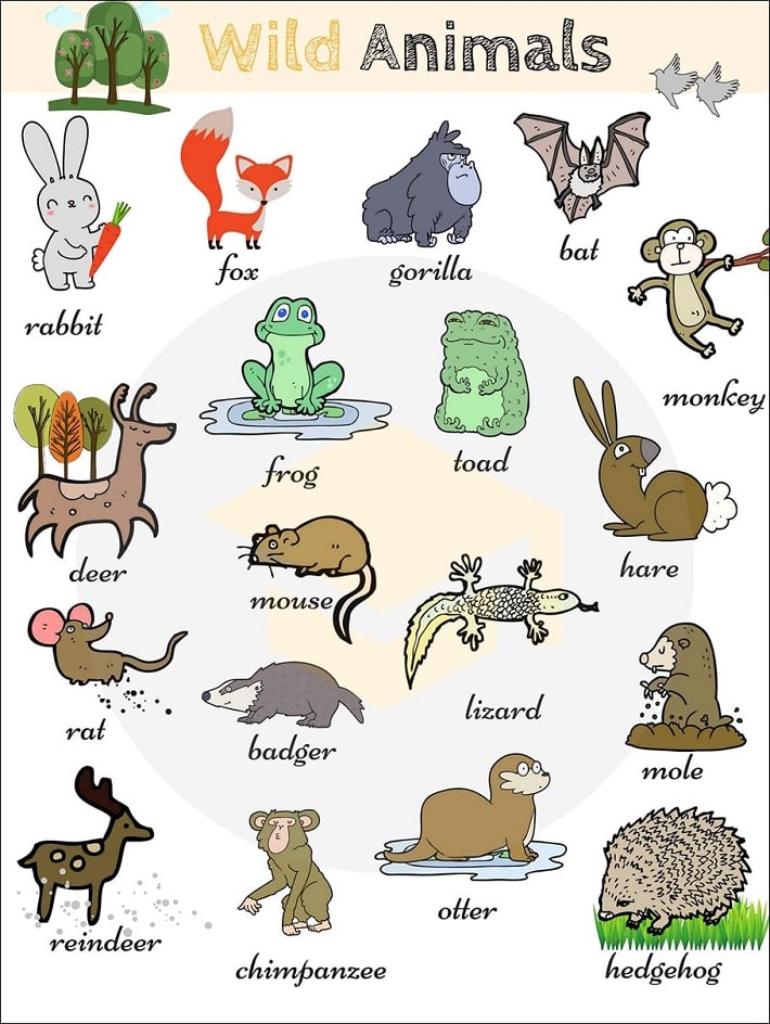 Wild animals 3