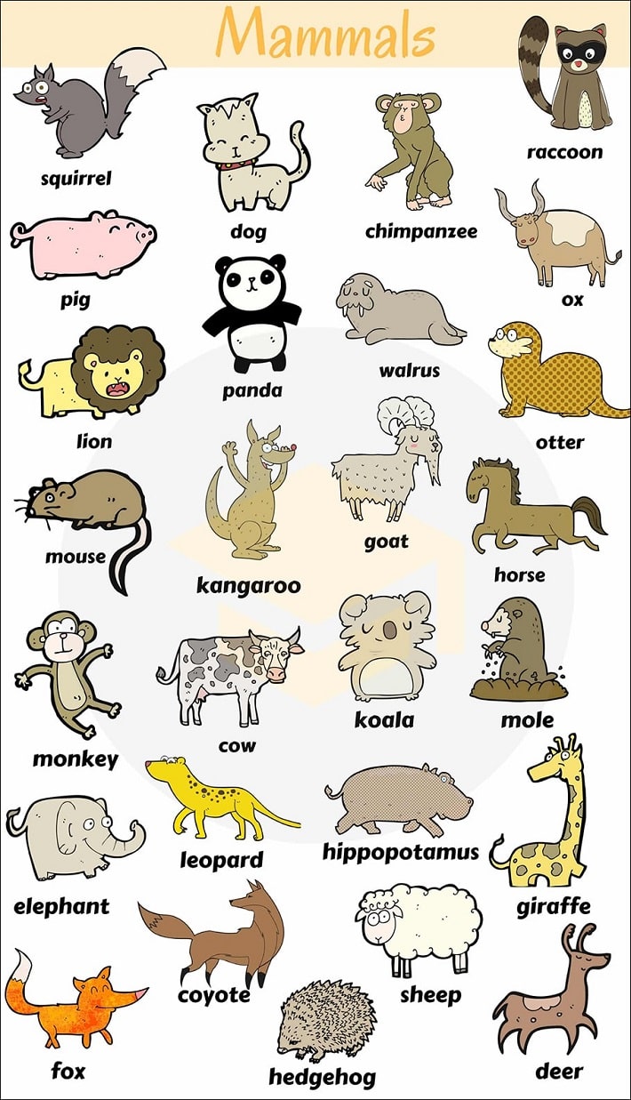 Mammals