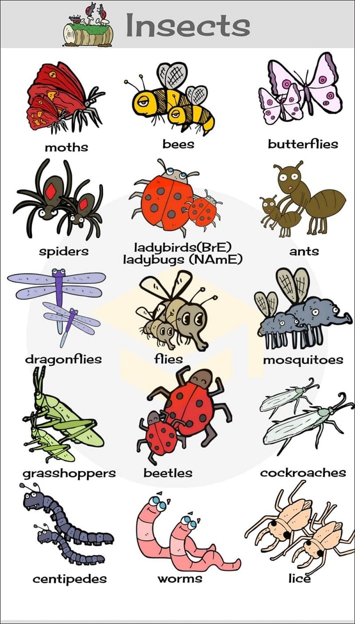 Insects