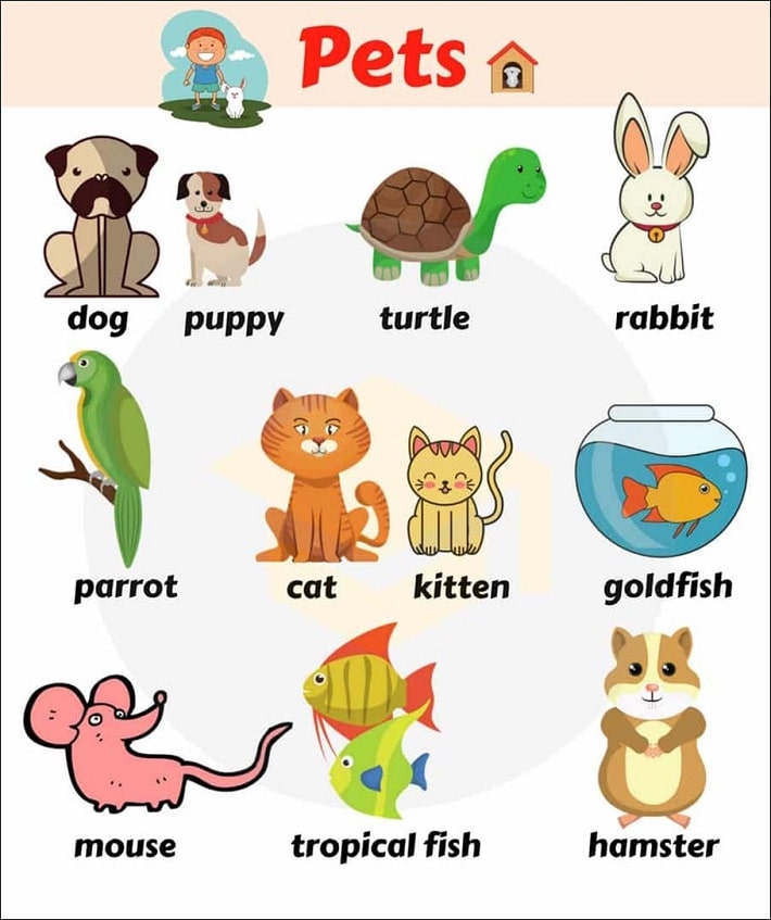 Pets