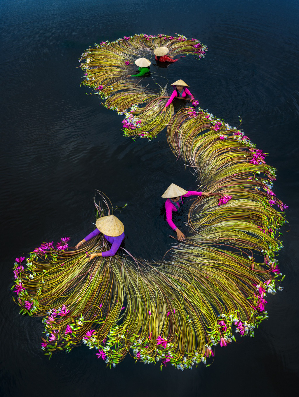 M&ugrave;a thu hoạch hoa s&uacute;ng