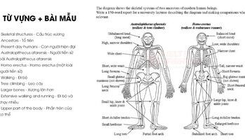 writing-task-1-sample-the-skeletal-systems-of-two-ancestors-of-modern-human-beings-1299